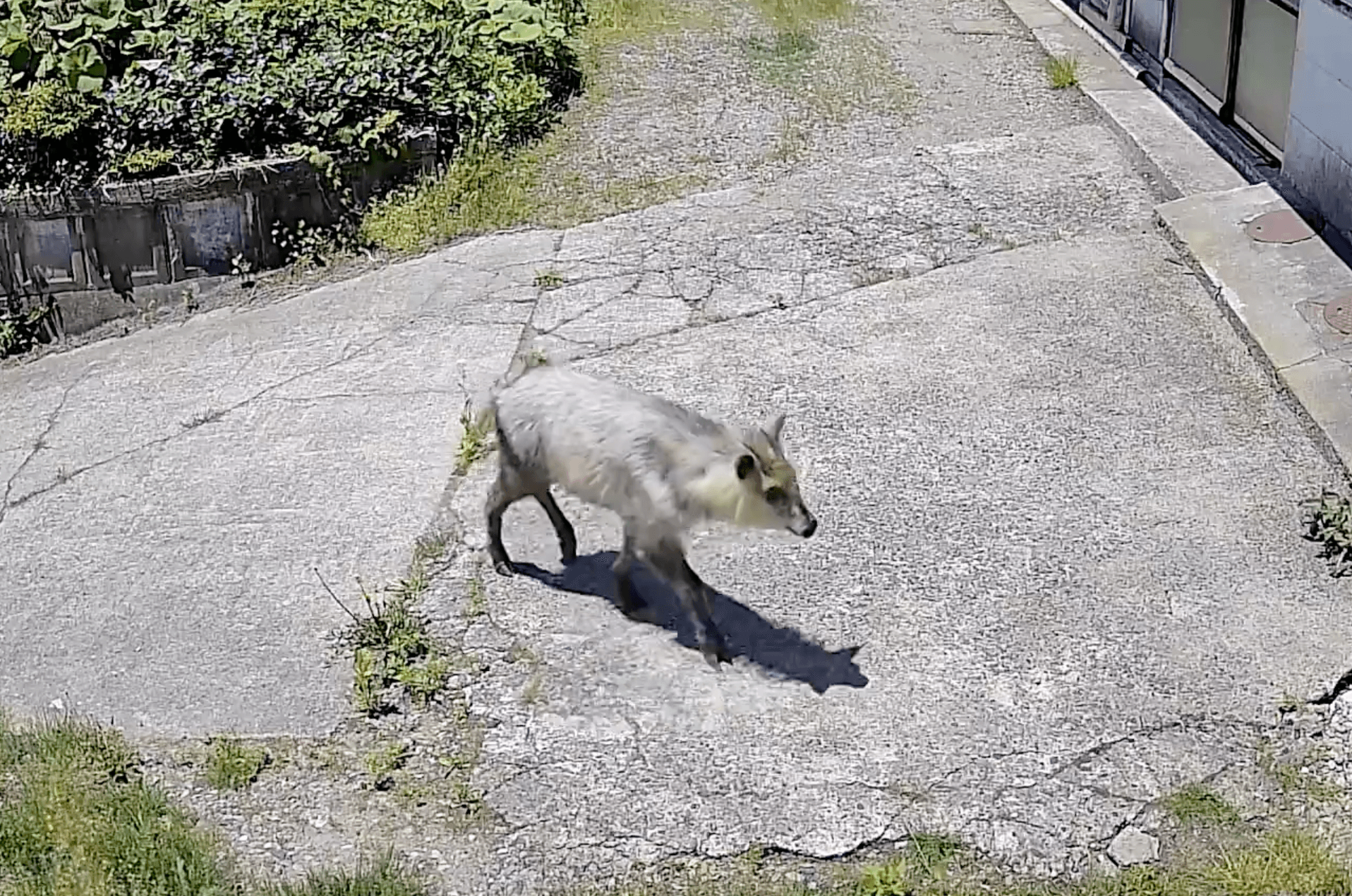 Japanese serow — natural monument on the land